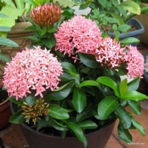 Chinese Ixora Flower Plant (Pink)