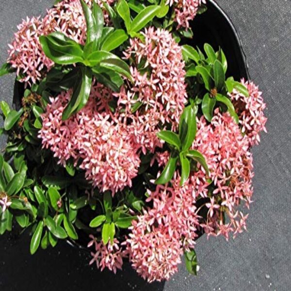 chinese-ixora-plant-pink 2