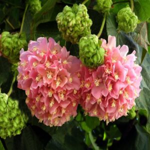 Dombeya Flowering Plant Pink