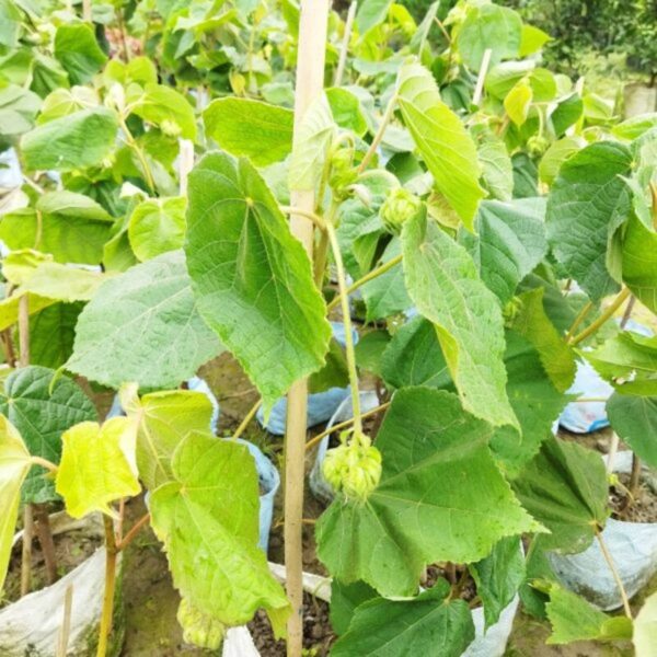 dombeya-flower-plant-pink 2