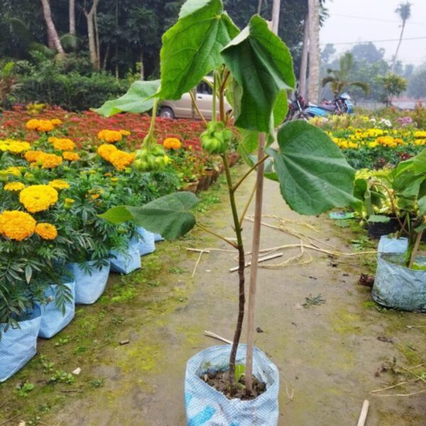 dombeya-flower-plant-pink 3