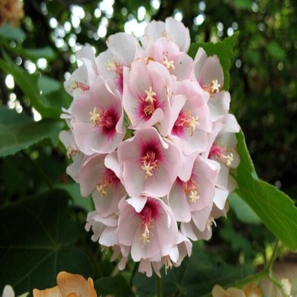 dombeya-flower-plant-white 2