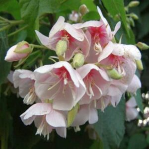 Dombeya Flowering Plant White