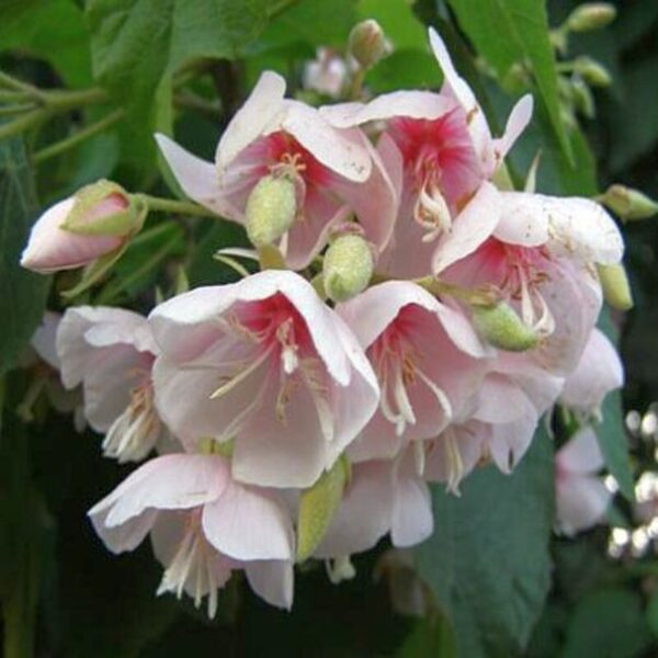 Dombeya Flowering Plant White