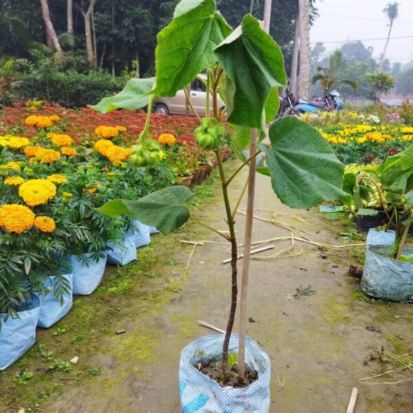 dombeya-flower-plant-white 3