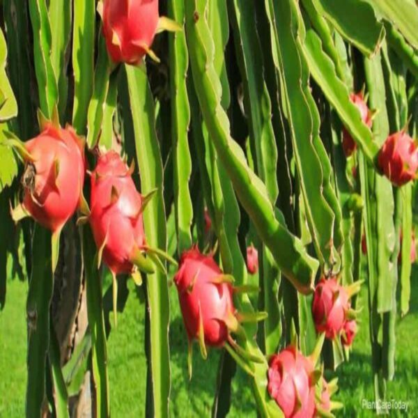 DragonFruit Plant