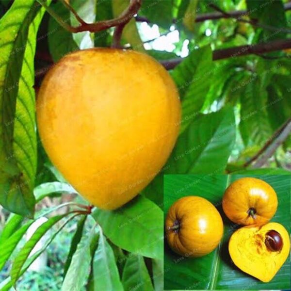 egg fruit plant pouteria-campechiana-canistel-yellow-sapote