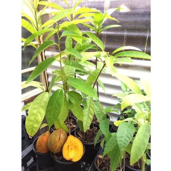 egg-plant-pouteria-campechiana-canistel-yellow-sapote 3