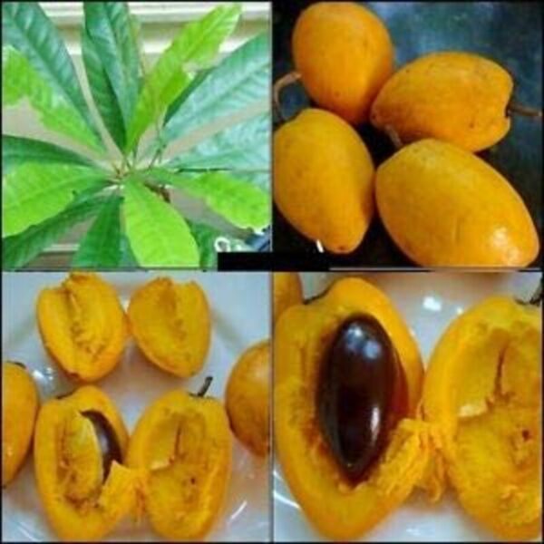 egg-plant-pouteria-campechiana-canistel-yellow-sapote 2