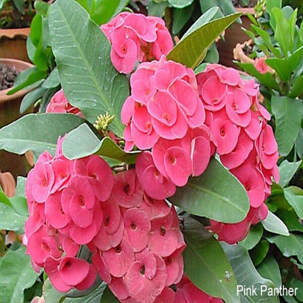 euphorbia-flower-plant-pink2