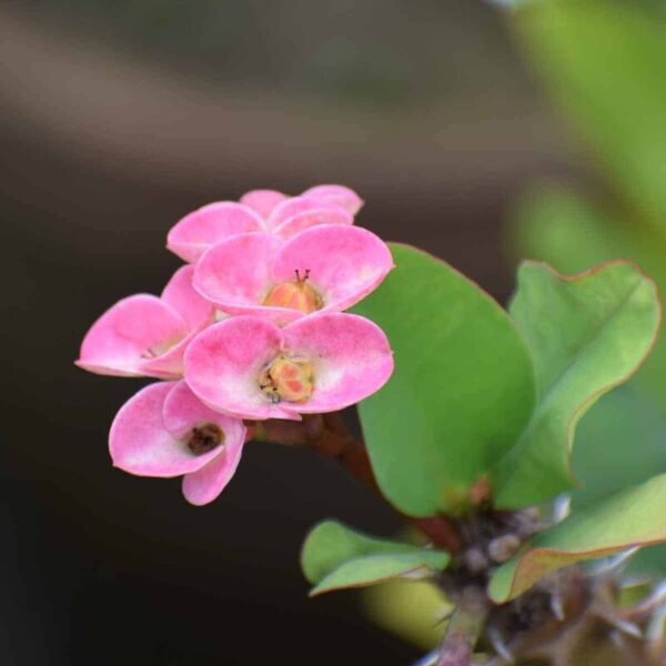 euphorbia-flower-plant-pink