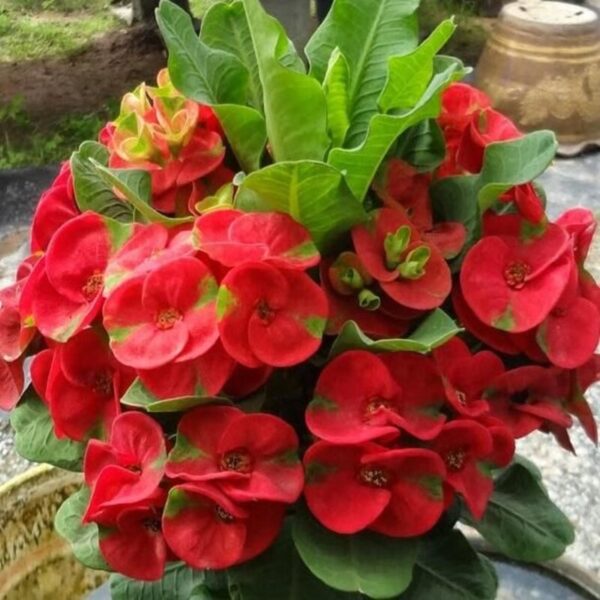 euphorbia-flower-plant-red4