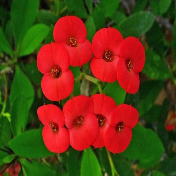 euphorbia-flower-plant-red