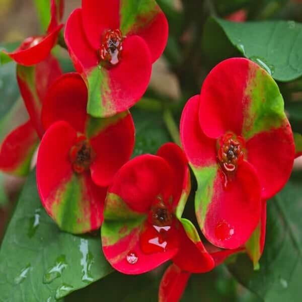 euphorbia-flower-plant-red3