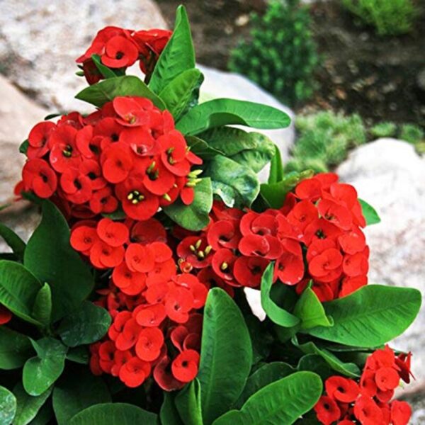 euphorbia-flower-plant-red2