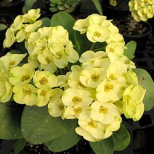 euphorbia flower plant yellow