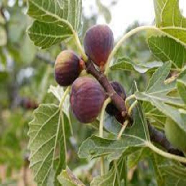 five-fingers-fig-plant 3