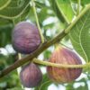 five-fingers-fig-plant 2