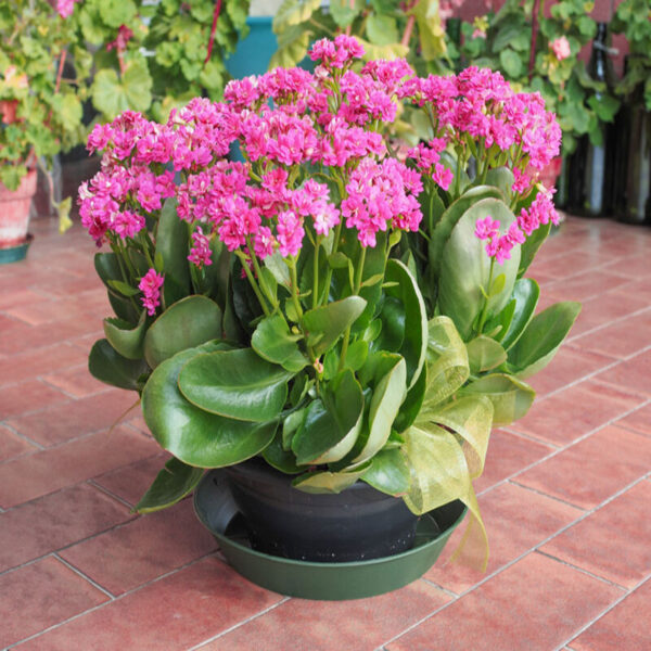 florist-kalanchoe-flower-plant-pink3