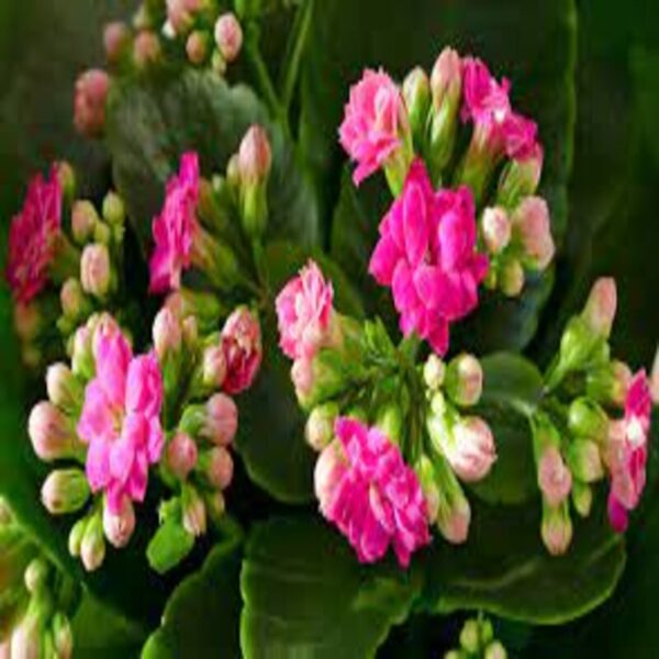 florist-kalanchoe-flower-plant-pink2