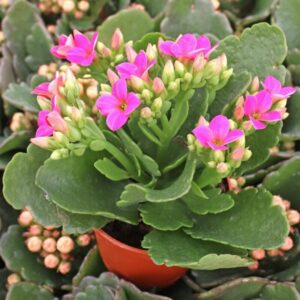 Florist Kalanchoe Flowering Plant (Pink)