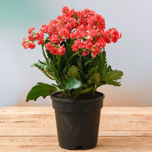 Florist Kalanchoe Flowering Plant (Red)