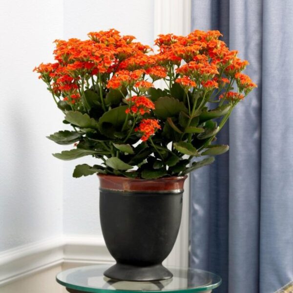 florist-kalanchoe-flower-plant-red2