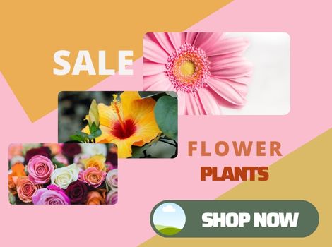 buy flower plants