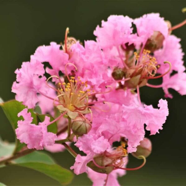 furush flower plant pink