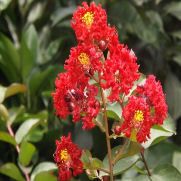 furush-plant-red