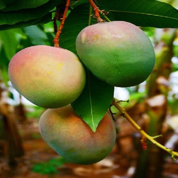 gouromati-mango-plant