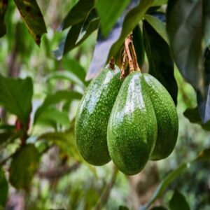 grafted-avocado-plant