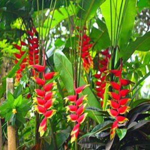 Heliconia Rostrata Flowering Plants