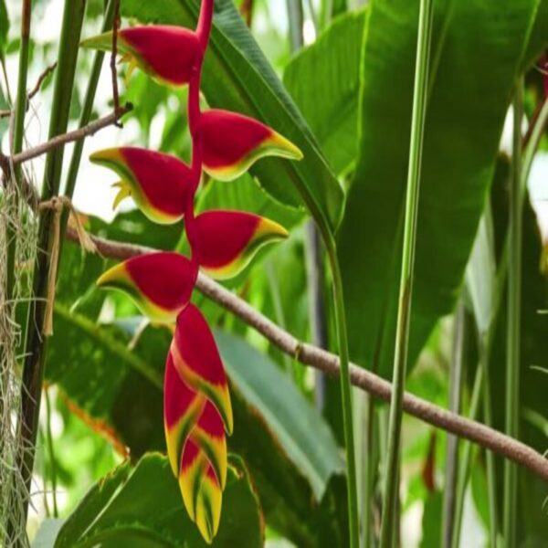 heliconia-rostrata-flower-plant3