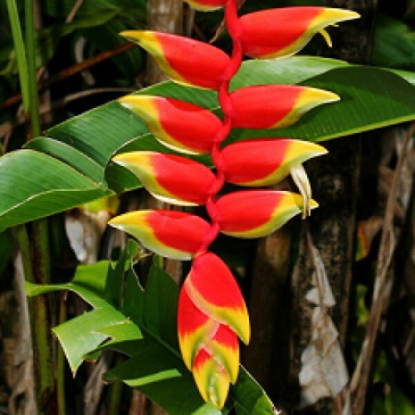 heliconia-rostrata-flower-plant 2