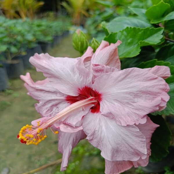 hibiscus-plant-bluebard3