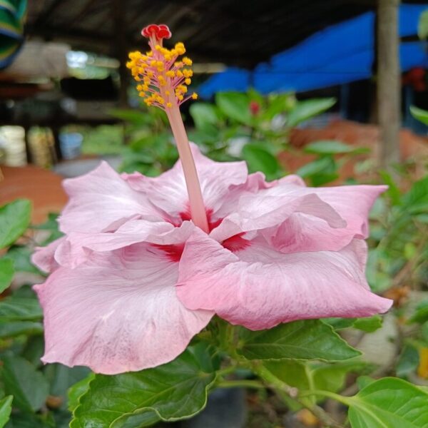 hibiscus-plant-bluebard2