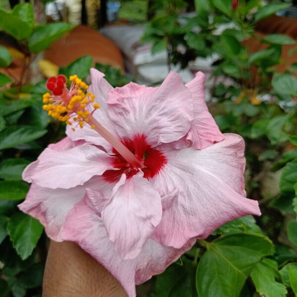 hibiscus-plant-bluebard