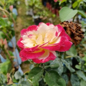 hybrid-double-delight-rose-plant 2