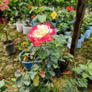 hybrid-double-delight-rose-plant3