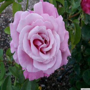 Hybrid Rose Grafted Flowering Plant (Light Purple)