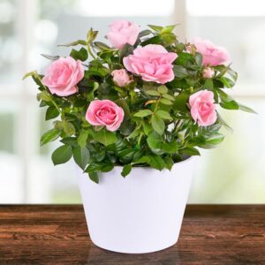 hybrid-grafted-rose-flower-plant-pink2