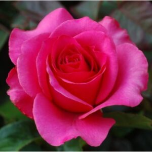 hybrid-grafted-rose-flower-plant-pink 3