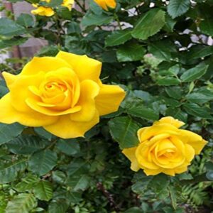 hybrid-grafted-rose-flower-plant-yellow2