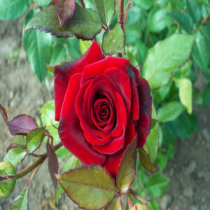 hybrid-grafted-rose-flower-plant red 3