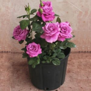 hybrid-grafted-rose-plant-purple2