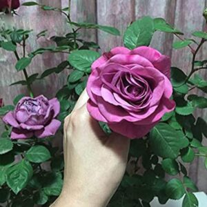 hybrid grafted rose plant purple