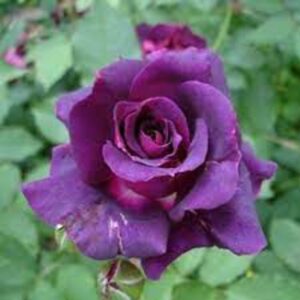 hybrid-grafted-rose-plant-purple 3