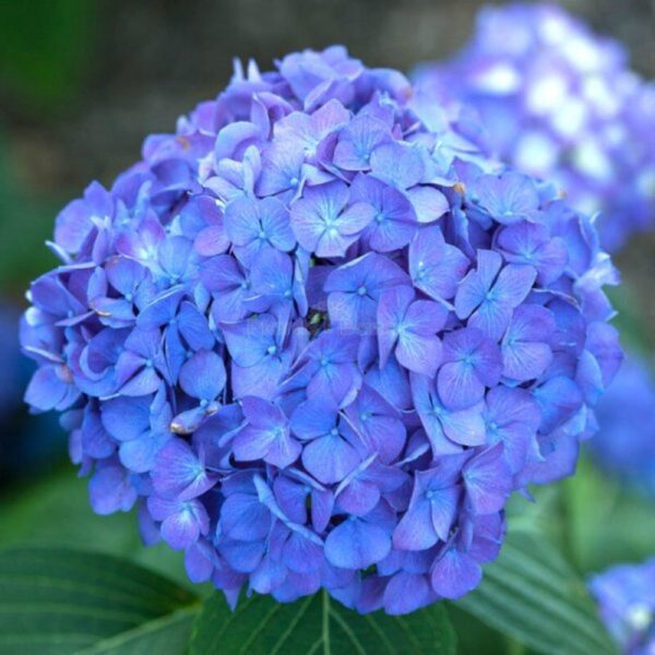 hybrid-hydrangea-flower-plant-blue3