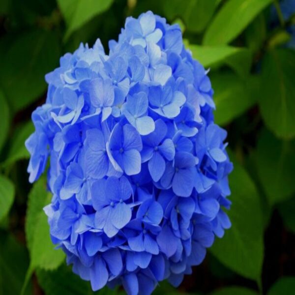 hybrid-hydrangea-flower-plant-blue2